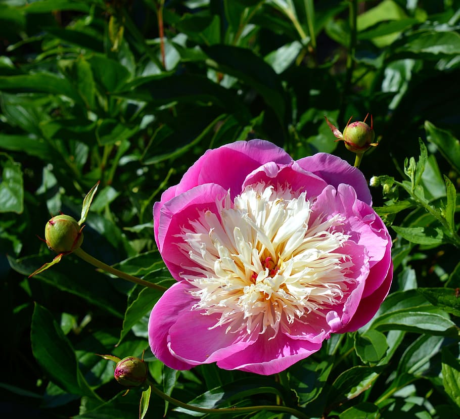 Peony, Pink, White, Nature, pink and white, decorative, paeonia, blossom, bloom, flower