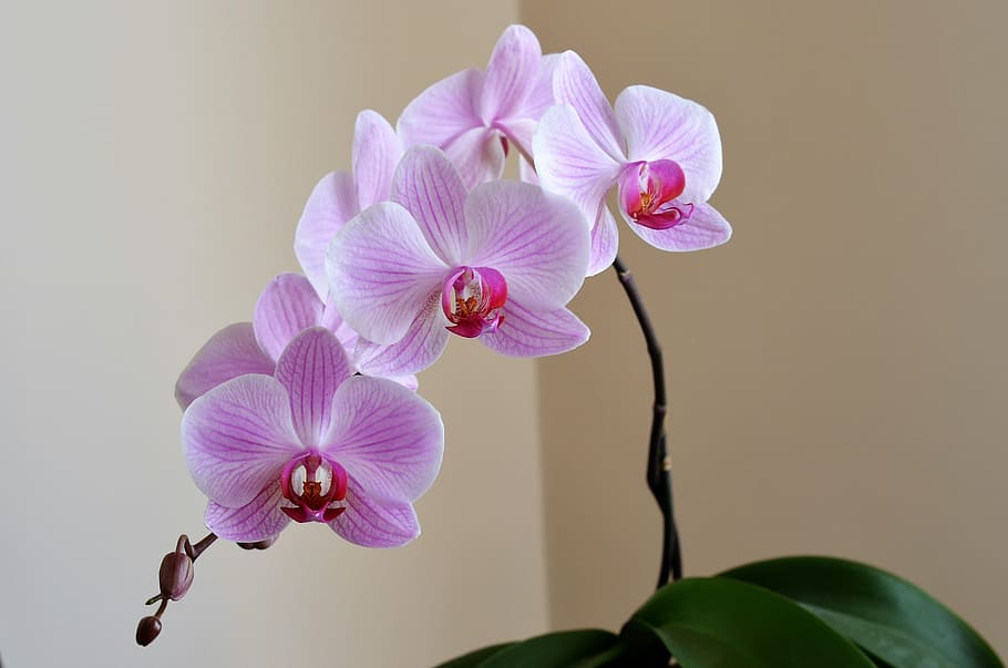 pink moth orchid, Orchid, Lila, Flower, Nature, Plant, beautiful, ornamental plants, macro, flowerpot
