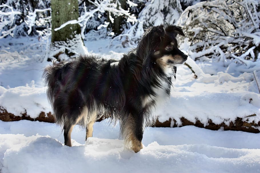 Dog, Australian Shepherd, Snow, australian shepherd mini, winter, cold temperature, running, one animal, animal themes, domestic