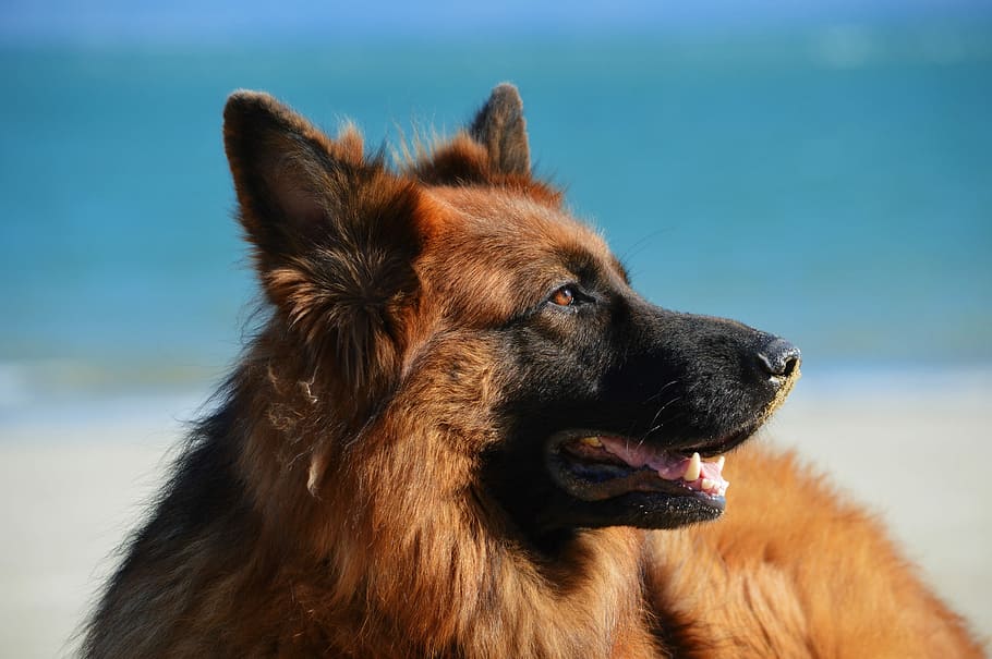 closeup, black, red, German Shepherd, dog, pets, animal, canine, outdoors, purebred Dog