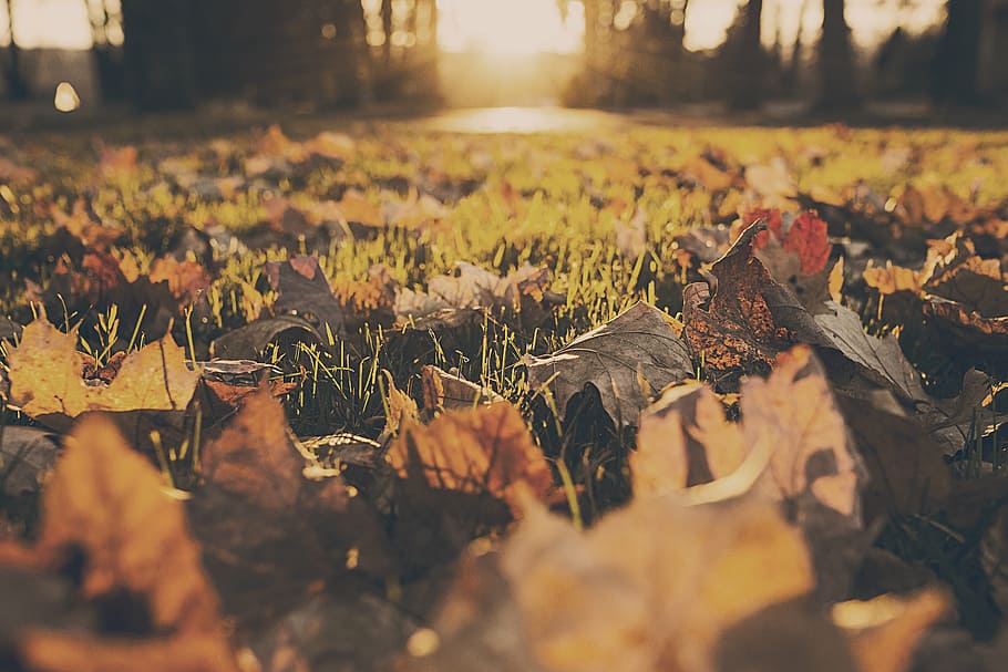 close-up photography, dried, leaves, grass, depth, photography, field, nature, autumn, sunshine