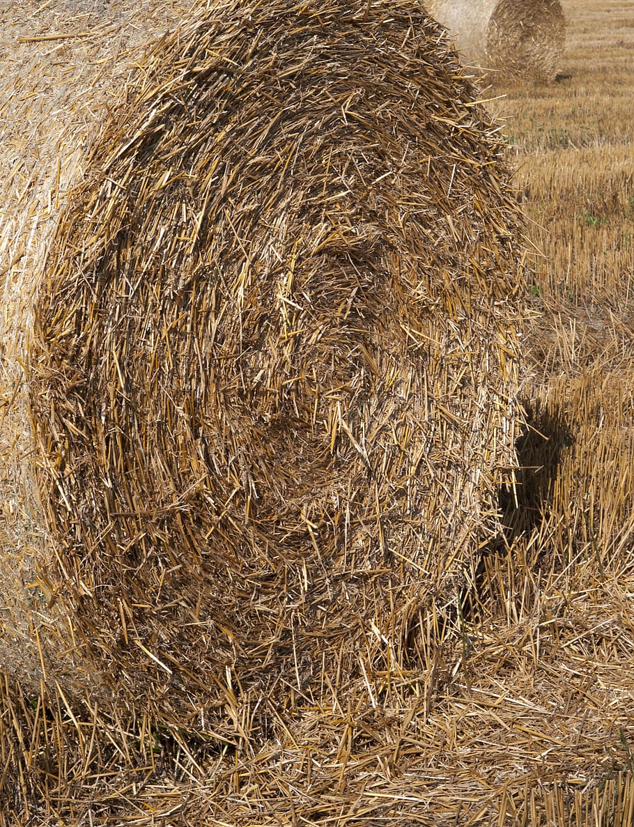 field, straw, agriculture, harvest, summer, farm, rural, landscape, hay, plant