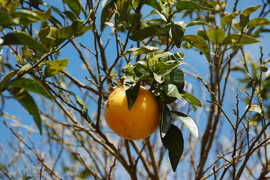 Grapefruit, Pomelo, Citrus, Yellow, fruit, south, food and drink, tree, branch, leaf