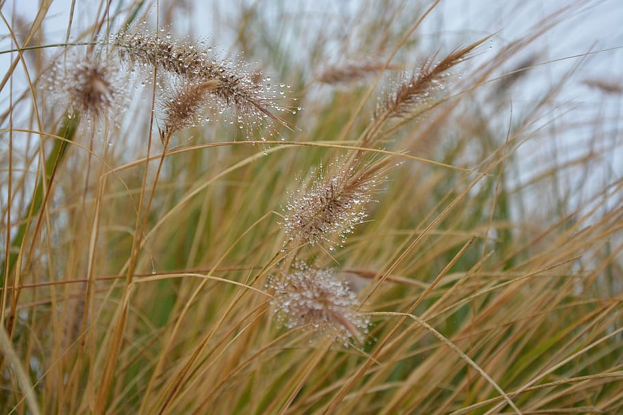 tall grass, grass, plants, nature, plumes, plant, close-up, growth, beauty in nature, land