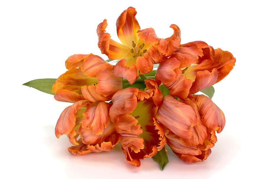 orange, petaled flowers, white, surface, tulips, flowers, leaves, spring, close, nature