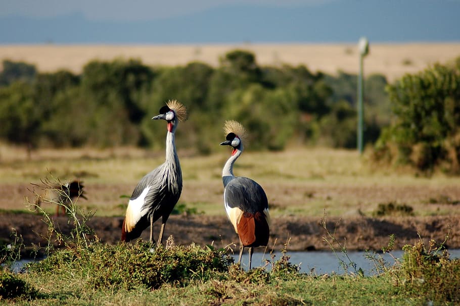 crowned crane, africa bird, nature, natural, safari, crest, crowned, crane, bird, africa