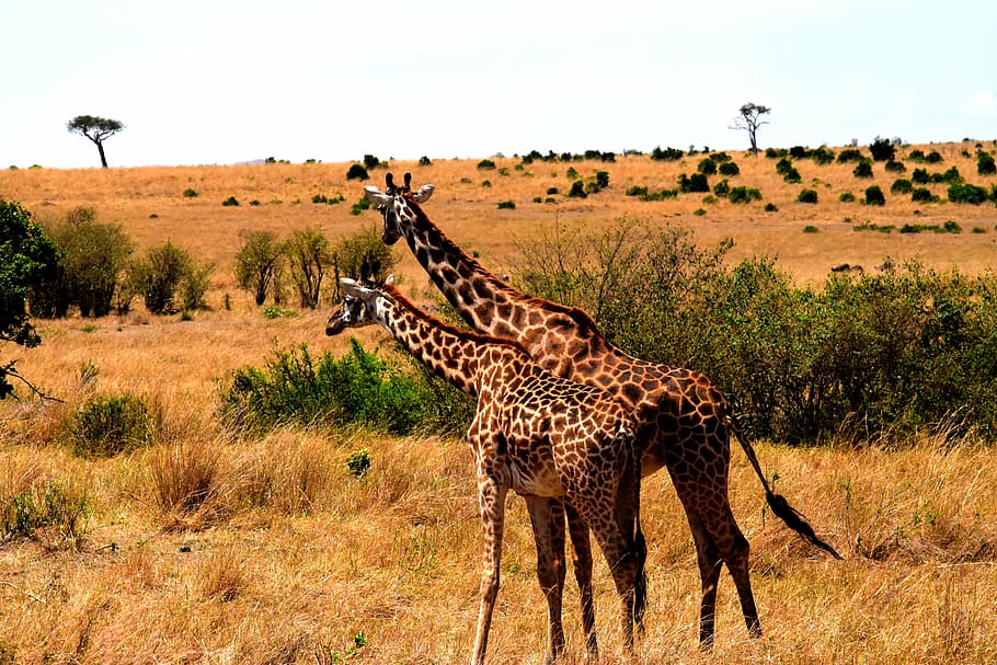 two, giraffes, plains, wildlife, africa, tanzania, mammal, safari, park, travel