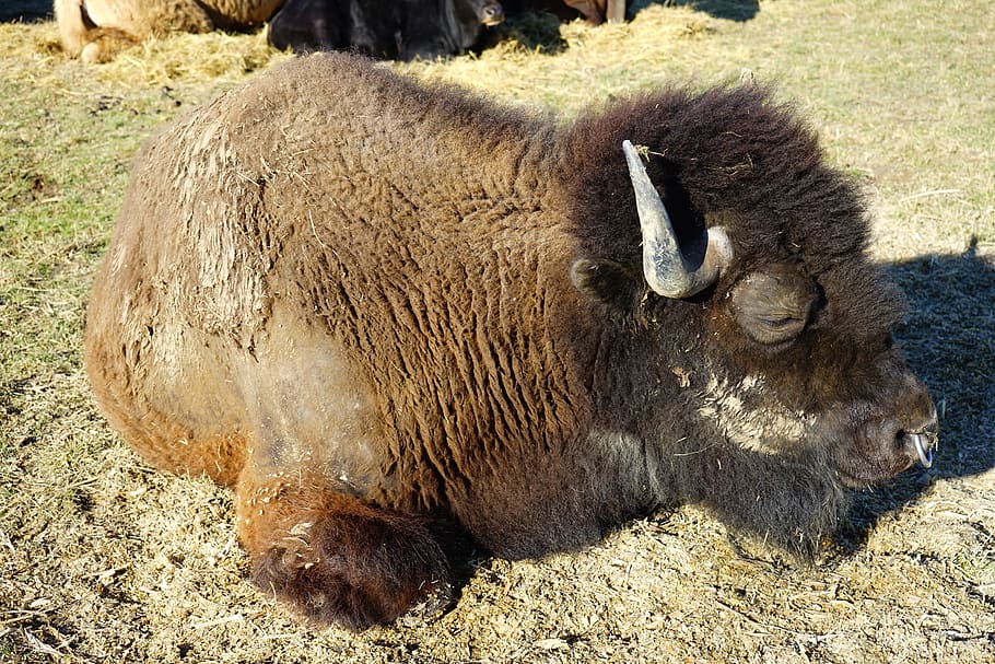 wisent, young animal, european bison, bison, bison bonasus, beef, bovini, animal, wild, bison boy