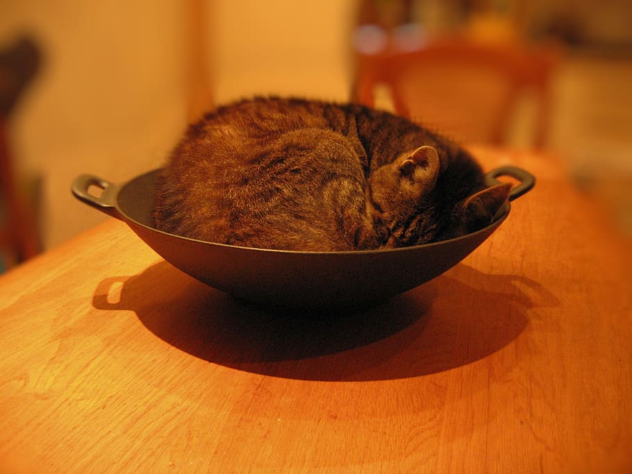 brown, tabby, cat, sleeping, wok, cats, pet, funny, funny cat, animal themes