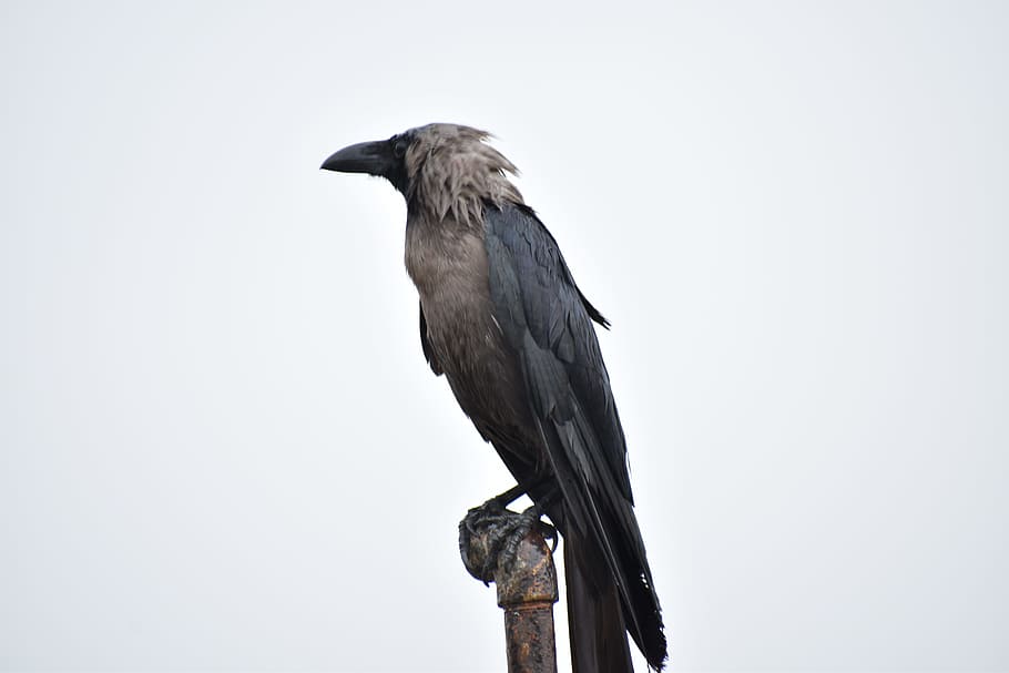 perching bird, crow, greynecked, house crow, corvus, animal themes, animal, bird, vertebrate, animal wildlife