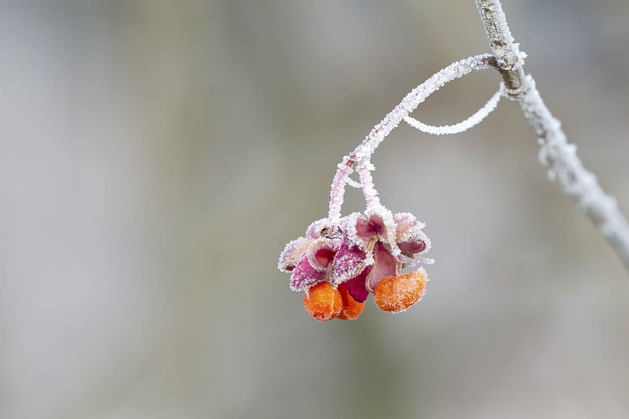 shallow, focus photo, orange, pink, flower, spindle, hoarfrost, winter, cold, wintry