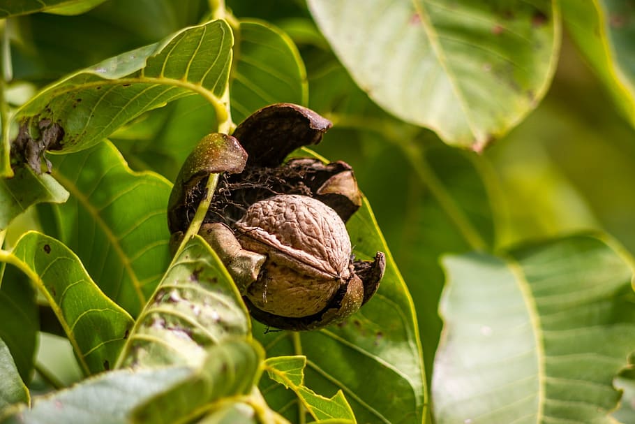 shallow, focus photography, green, tree, leaves, walnut, nut, shell, nuts, brown