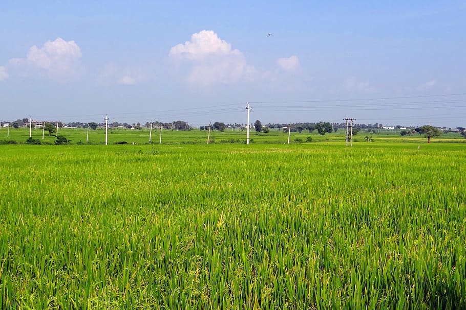 fotografía de paisaje, campo de arroz, campos de arroz, gangavati, karnataka, india, arroz, arrozal, agricultura, cosecha