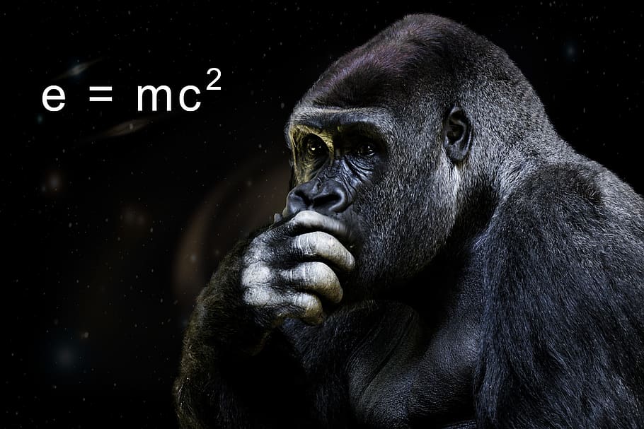 ciência, física, matemática, fórmula, teoria da relatividade, inteligência, encaminhar, espaço, macaco, gorila