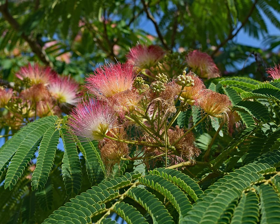 red mimosa, flower, blossom, bloom, plant, tree, summer, nature, colorful, red