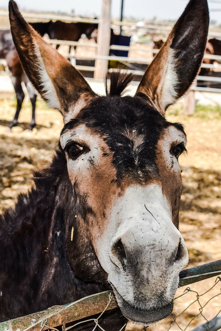 donkey, curious, funny, donkey farm, animal, dasaki achna, cyprus, brown, head, nose
