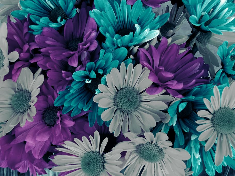 closeup, teal, gray, purple, petaled flowers, background, flowers, colorful, flower, flowering plant