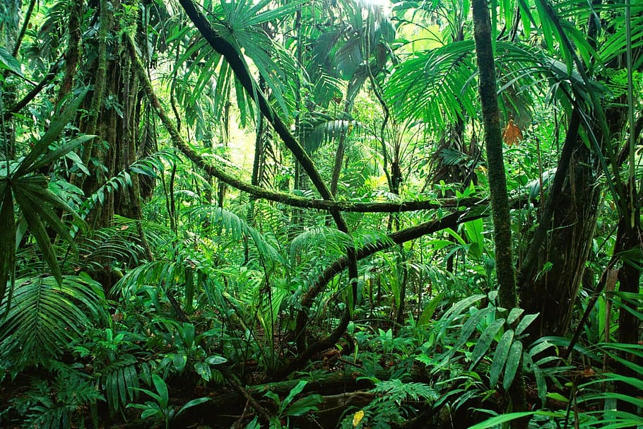 foto del paisaje, verde, plantas de hoja, árboles, selva, de, Chiapas, bosque, naturaleza, color verde