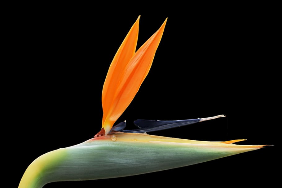strelizie, nectar drops, blossom, bloom, orange, exotic, color, bright colours, bird of paradise flower, close-up