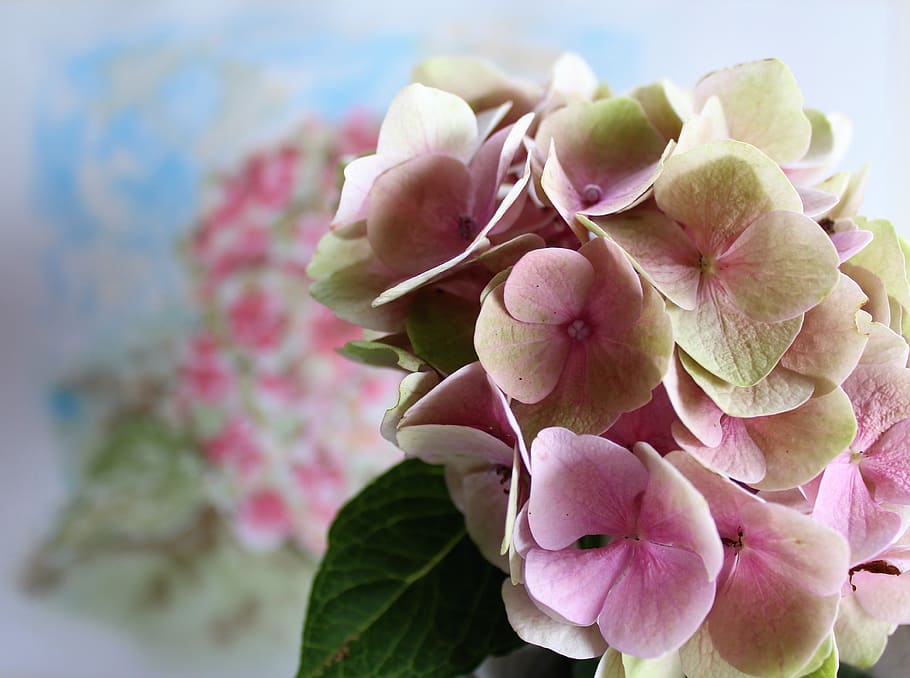pink, white, flowers, hydrangea, flower, watercolour, painting, nature, floral, summer