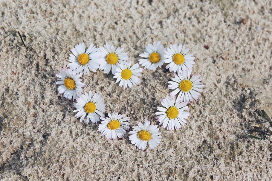 white, daisy flowers, forming, heart, brown, surface, daisy, flowers, spring, wildflowers