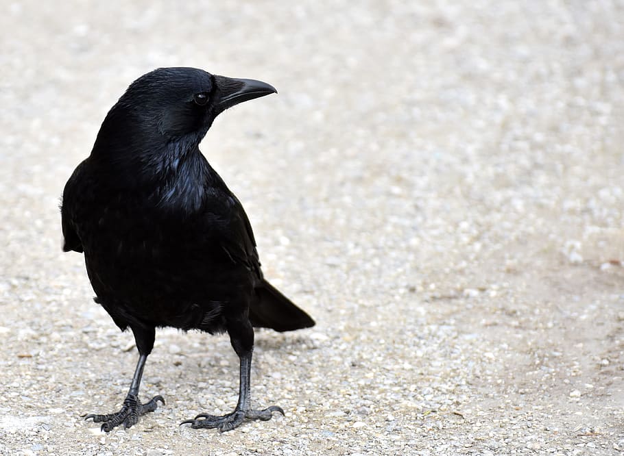 black, crow, gray, field, common raven, raven, raven bird, animal, nature, feather