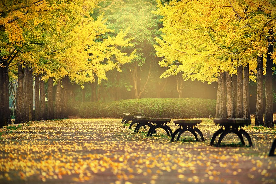 autumn leaves, autumn, ginkgo, the leaves, nature, golden, chair, gil, avenue, bank
