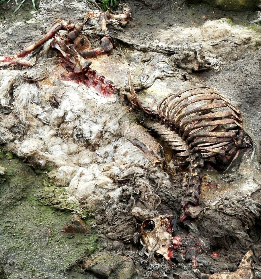 sheep, carcass, rotten, rib, skull, dead, animal, decomposed, close-up, day