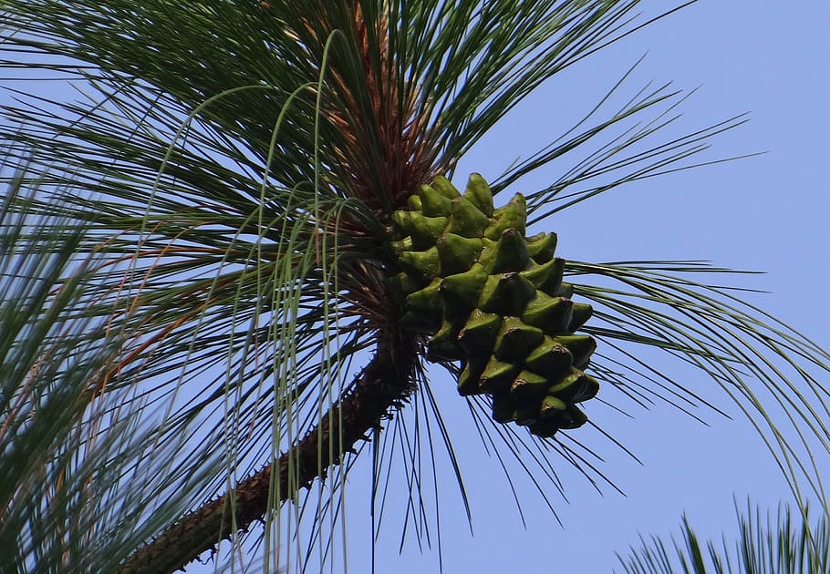 himalayan blue pine, cone, himalayan pine, bhutan pine, pinus wallichiana, pinaceae, pinus excelsa, pinus griffithii, india, growth