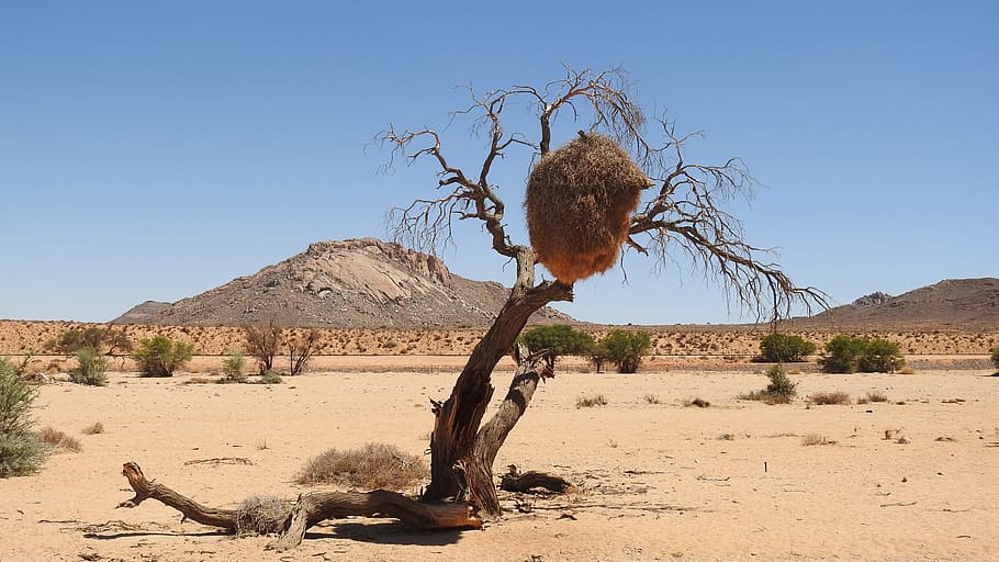 Namíbia, Deserto de Kalahari, África, deserto, webervogel, natureza, seco, viagens Locais, areia, árido Clima
