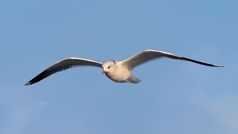 Gaviota, Cerrar, Volar, Deslizarse, Seevogel, naturaleza, animal, pájaro, un animal, animales en la naturaleza