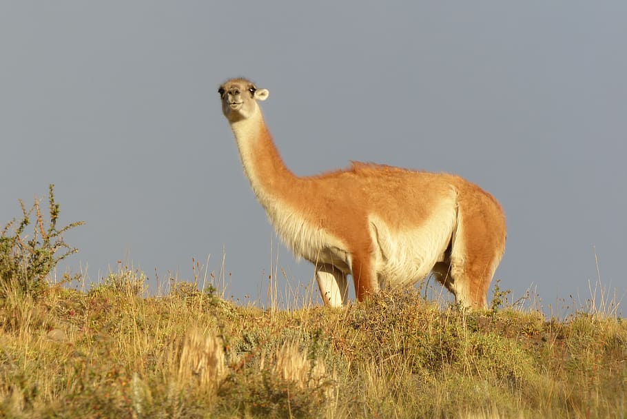 animal world, mammal, animal, nature, grass, guanaco, torres del paine, chile, southern chile, one animal