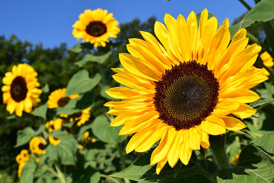 yellow, sunflowers, selective, focus photography, sunflower, sunflower field, summer, blossom, bloom, flower