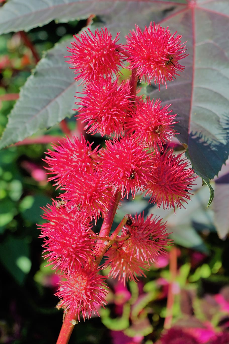 castor oil plant, wonder tree, toxic, red, seeds, ornamental plant, poisonous plant, spurge family, blossom, bloom