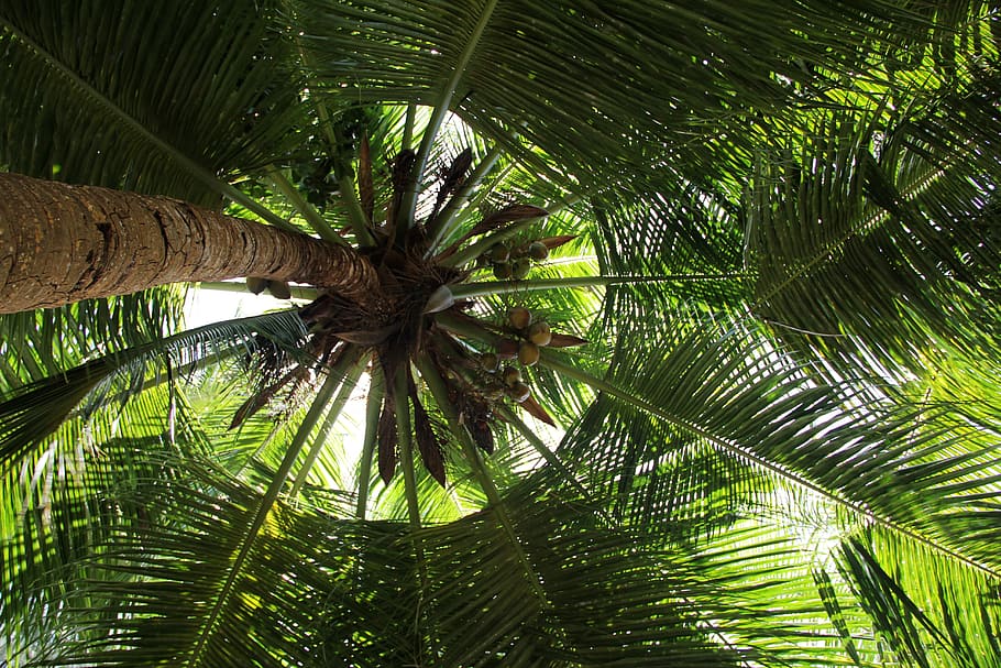 worm, eye view photo, coconut t ree, palm, summer, holiday, tree, exotic, palm tree, tropical