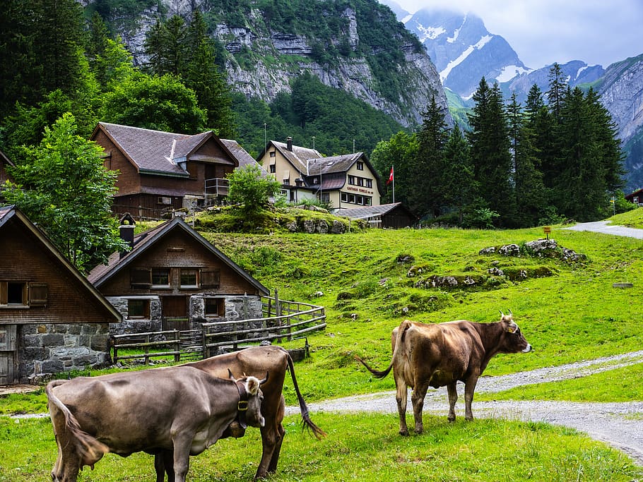 cow, mountain, alpine, landscape, nature, cows, pasture, cattle, summer, graze