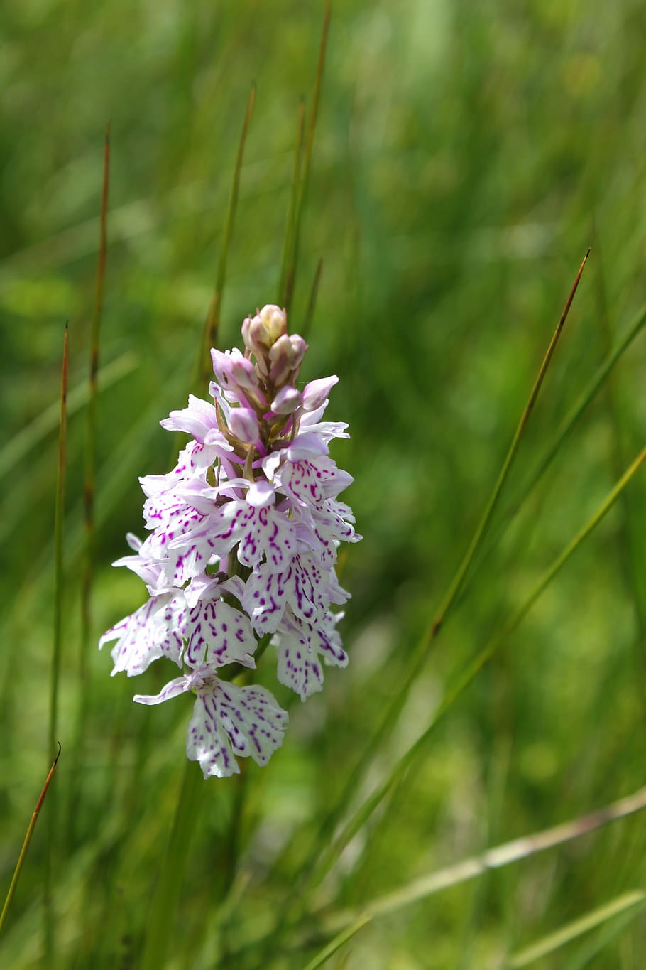 fingerwurz, plant, nature, violet, orchid, flower, orchid like, spotted, flowering plant, beauty in nature