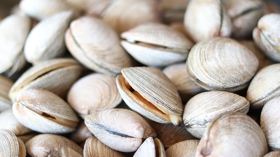clam, shell, ocean, sea, beach, costa, clams, gourmet, marine, full frame
