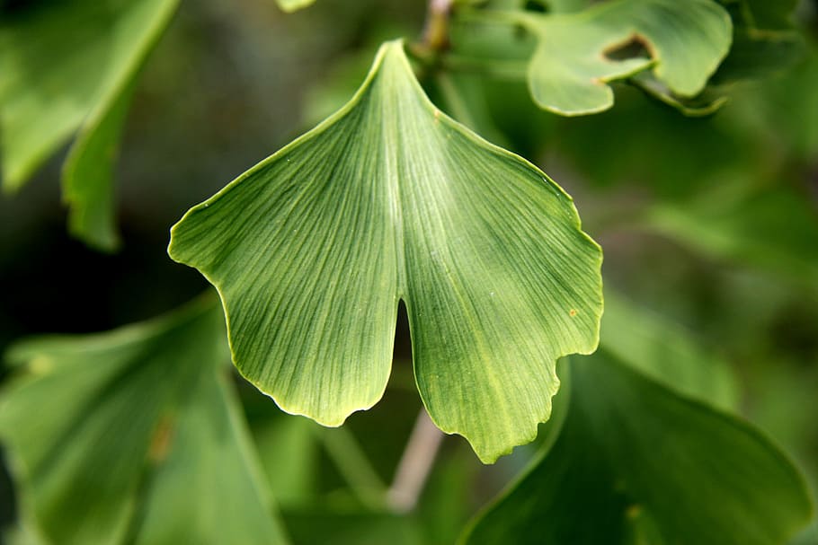 shallow, focus photography, green, leaf, gingko, ginkgo biloba, sheet, plant, green color, plant part