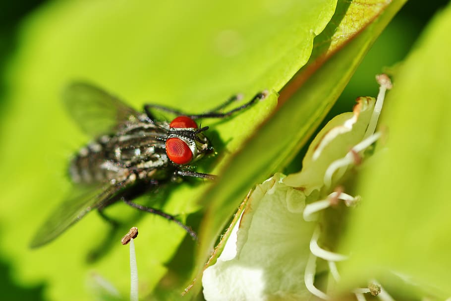 mosca, ojos compuestos, de cerca, macro, ala, naturaleza, mundo animal, insecto de vuelo, jardín, verano