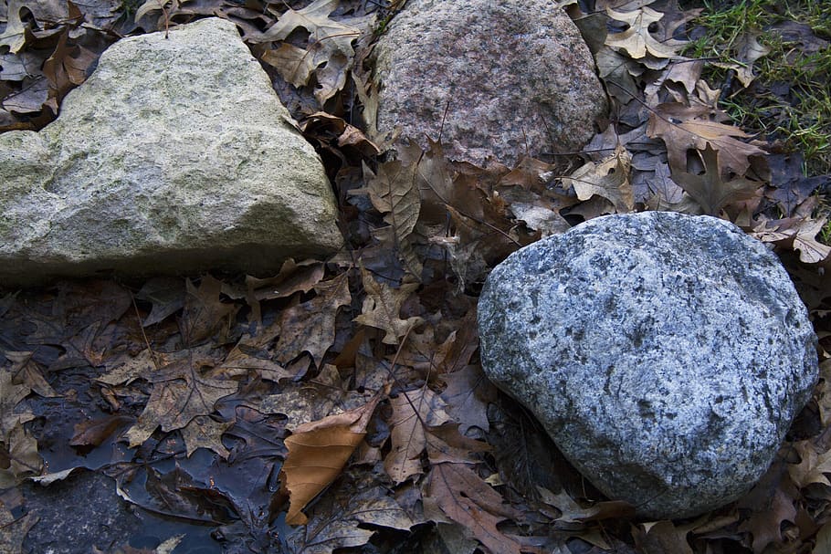 nature, stone, rock, outdoors, moss, wood, environment, fungus, tree, pattern