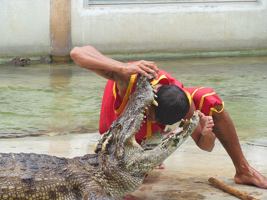 the crocodile farm, crocodile farm, samut prakan, thailand, show, people with crocodiles, opened last month, teeth, jaws, trick