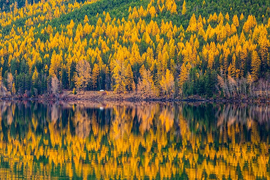 yellow, petaled flowers, reflected, body, water, lake mcdonald, glacier national park, montana, landscape, scenic
