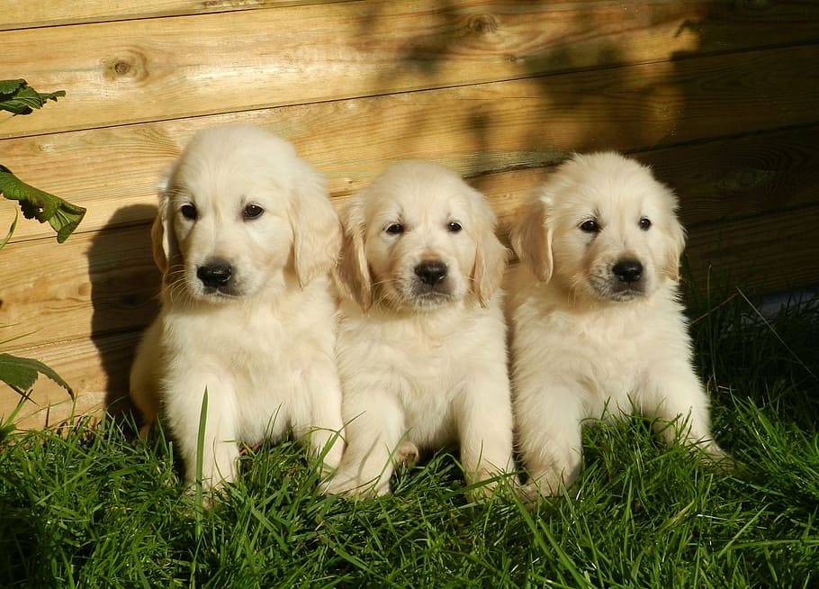 three, short-coated, white, puppies, grass field, golden retriever, cute, animal, dog, domestic animal