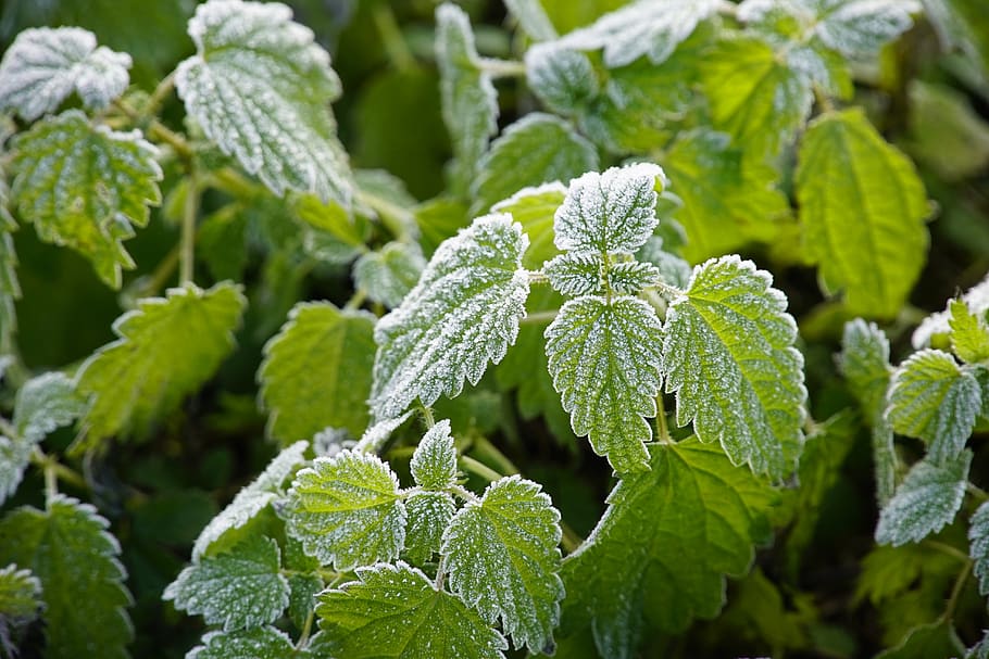 winter, frost, hoarfrost, stinging, nettle, white, green, icy, wallpaper, leaf