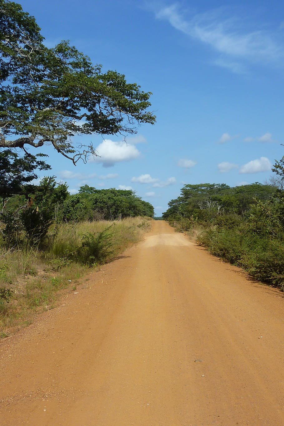 Tanzânia, estrada, poeira, céu, árvore, árvores, areia, o caminho a seguir, direção, plantar