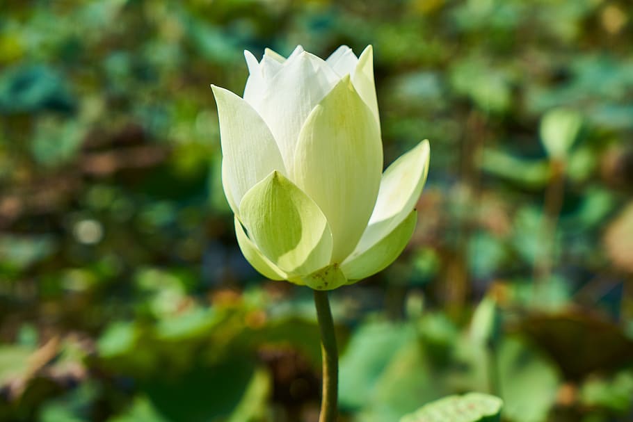 close-up photography, white, lotus flower, lotus, plant, flower, nature, leaves, petals, tropical