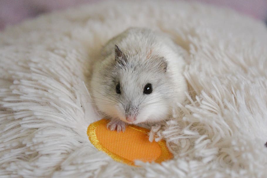 hamster, mouse, animals, pet, furry, tamed, soft, eyes, animal themes, one animal