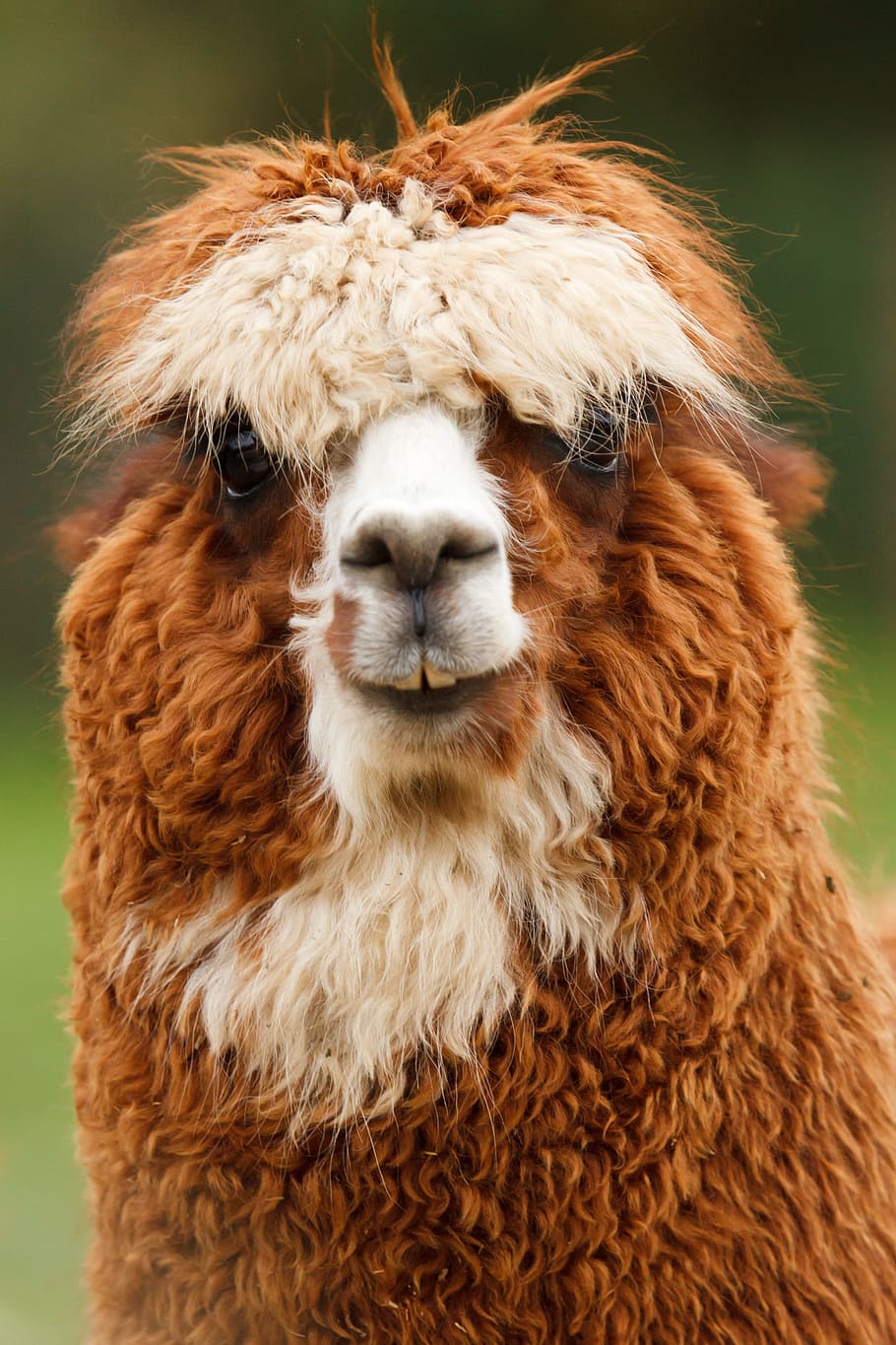 white, llama, Alpaca, Animal, Single, Brown, Curly, face, fluffy, cute