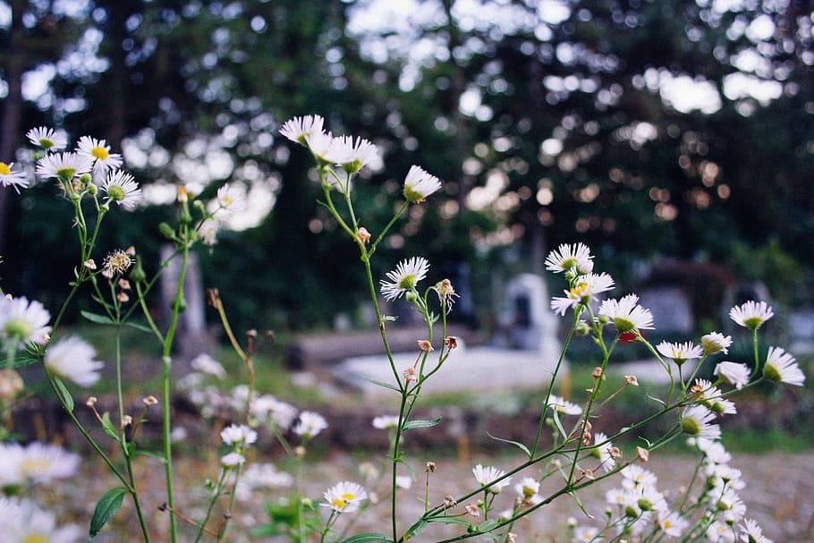 dangkal, fotografi fokus, putih, aster, kelopak, bunga, hijau, alam, tanaman, taman